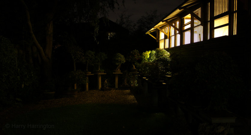 Bonsai Garden At Night